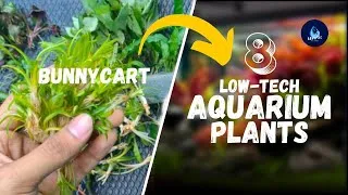 Thumbnail: Top 8 Low-Tech Aquarium Plants for Beginners | Bunnycart Unboxing & Easy Tank Guide
