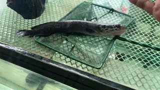 Thumbnail: Arapaima is gone 