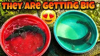 Thumbnail: Transferring My Fish + Full Pond & Aquarium Maintenance Routine!
