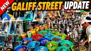 Thumbnail: Galiff Street Kolkata Pet Market 2026 Recent Update | Bird, Fish & Pet Prices Today