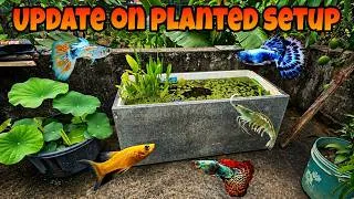 Thumbnail: Update On My Guppy Pond Planted Setup 🌿 | Growth, Fish & Full Pond Tour