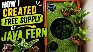Thumbnail: How I created unlimited supply of Java fern
