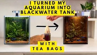 Thumbnail: How I easily made blackwater extract for my aquarium