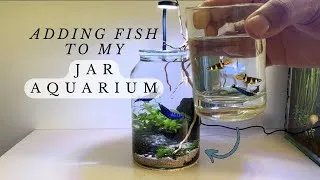 Thumbnail: Adding fish and shrimp to my nano jar aquarium