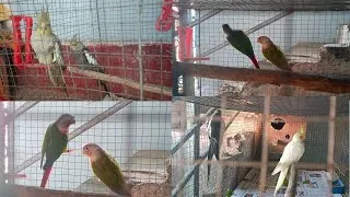 Thumbnail: Cockatiel and Conure bird Home setup