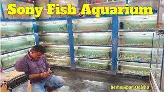 Thumbnail: Sony Fish Aquarium Shop | Aquarium shop visit #pets&aquariumhobbyist #aquariumfish #aquarium
