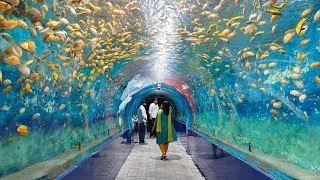 Thumbnail: Underwater Aquarium Mysore || Lokaranjan Aqua World Aquarium visit #Lokaranjanaquaworld #Aquarium