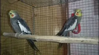 Thumbnail: Cockatiel for Sale