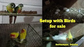 Thumbnail: Bird setup for sale (African Love bird, Cockatiel, Conure, Budgie) || Berhampur, Odisha