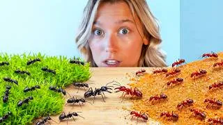 Thumbnail: 1,000 Ants vs. 1,000 Ants (Rich vs. Poor)