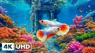 Thumbnail: Breathtaking Coral Reef 🌊 Colorful Tropical Fish & Vibrant Marine Life in Stunning 4K HDR