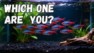 Thumbnail: Three 40-Gallon Setups (Which One Are You?)