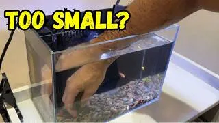 Thumbnail: Can You Actually Keep Fish in a 2.5 Gallon Tank?