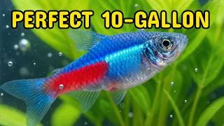 Thumbnail: 10-Gallon Tank Setup (Harder Than It Looks)
