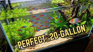 Thumbnail: The Perfect 20-Gallon Community Tank (Everything Explained)
