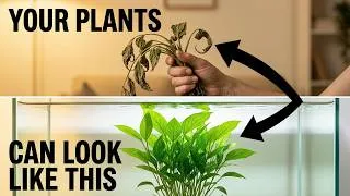 Thumbnail: The 8 Real Reasons Your Plants Keep Dying