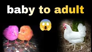 Thumbnail: రంగు కోడి పిల్లలు 🐣 baby to adult fast 🔥