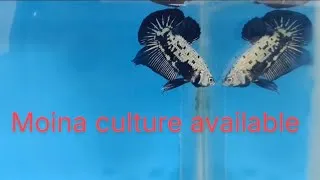 Thumbnail: Moina culture 💥 Black Samurai white ear betta