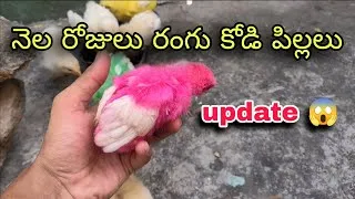 Thumbnail: నెల రోజులు రంగు కోడి పిల్లలు 😍 1 month cute colour chicks update 🐥