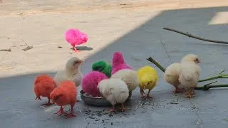 Thumbnail: How to colour chicks at home | రంగు కోడి పిల్లలు పెంపకం ఎలా ? Colour chicks caring 🐣💯