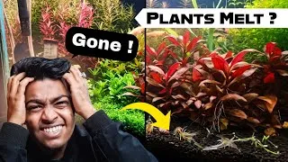Thumbnail: Aquarium Plants Melting? -- 7 fixes that Actually work  (Beginner to Advance)