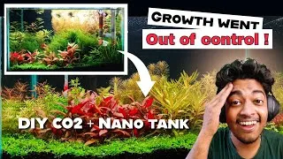 Thumbnail: I Rebuilt It Into a Dutch style Aquascape... Plants were growing too fast ! 