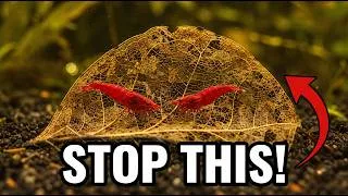 Thumbnail: Stop Destroying The Most Important Habitat in Your Aquarium!