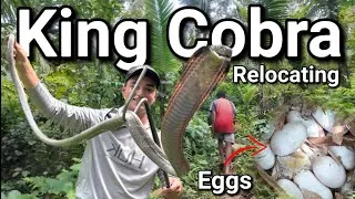 Thumbnail: Relocating *King Cobras*