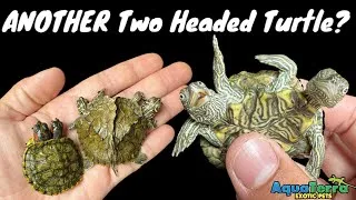 Thumbnail: We got ANOTHER *two headed* turtle- [One year update]