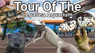 Thumbnail: Tour of the NEW LegaSea Aquarium and Reptarium!