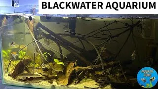 Thumbnail: Easy Black Water Aquarium | Set Up Black Water Aquarium | Black Water Aquarium Guide | #aquaticzone
