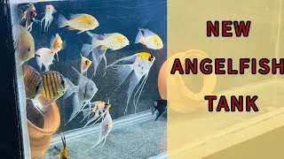 Thumbnail: Angelfish Tank Setup | Angelfish And Discus Aquarium | New Aquarium Setup | Aquatic Zone
