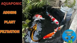 Thumbnail: Transform Your Koi Pond with DIY Aquaponics | Adding Filtration On Syntax Tank | Update On Koi Pond