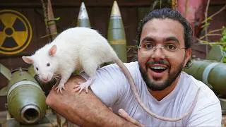 Thumbnail: The Superhero Rats that Defuse Bombs