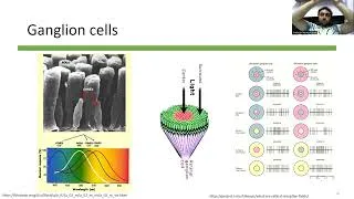 Thumbnail: Projects: fMRI (Brain decoding)
