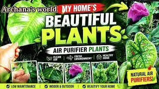 Thumbnail: Top Air Purifying Plants For Healthy Home 🪴 Beautiful Plants That Make Home Fresh & Green 