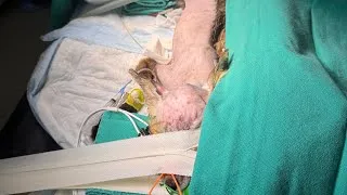 Thumbnail: The First Documented Red Fox VP Shunt in the U.S. | Apple’s Post-Op MRI Explained