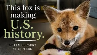 Thumbnail: This Fox Is About to Make U.S. Medical History | Apple’s Brain Surgery