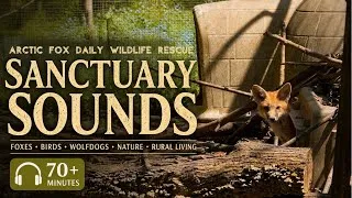 Thumbnail: Relaxing Nature Sounds with Rescued Red Fox Kits | Real Sanctuary Ambience (70+ Minutes)