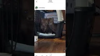 Thumbnail: Help Us Save Lives & Learn More: Hydrocephalus in baby Red foxes | “Sharpie” and “Apple” 2026