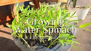Thumbnail: I Turned an Old Water Jug Into a Mini Garden!