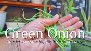 Thumbnail: I Planted a Green Onion Bulb… And Waited
