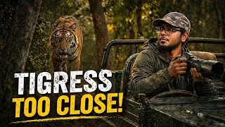 Thumbnail: Dream Tiger Sighting in Phato zone of corbett