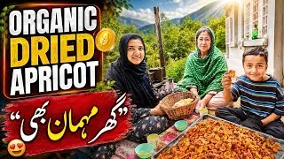 Thumbnail: Finally! I Collected Our Sun-Dried Apricots 🌄 | Organic Food from Mountains 🪙| Village Life Vlog