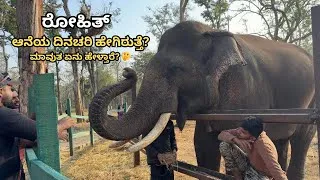 Thumbnail: A Day in the Life of Rohit Dasara Elephant 🐘 | Mathigodu Elephant Camp | Karnataka Dasara Elephants