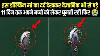 Thumbnail: Is Dolphin Maa Ka Dard Dekh Kar Scientist Bhi Ro Pade 😭
