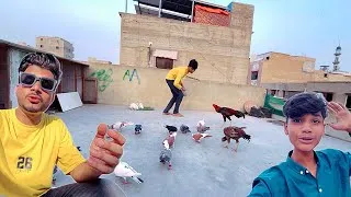 Thumbnail: Open New Pigeon Fight Trying 😲🤯😜