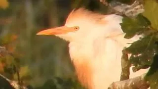 Thumbnail: Western Cattle Egret (Ardea ibis)