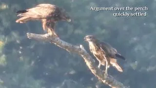 Thumbnail: Buzzards argue over a perch
