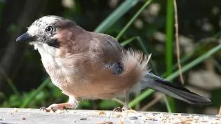 Thumbnail: Jay for July